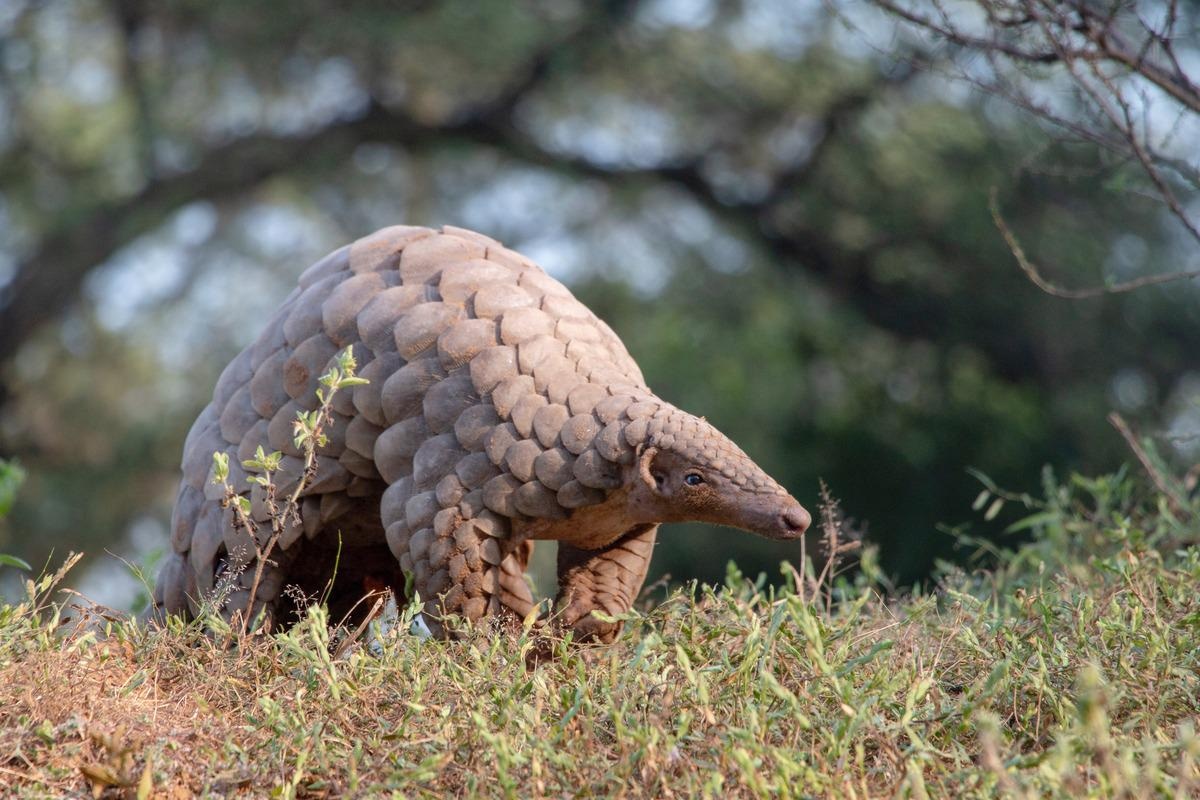 Study: Natural infection of pangolins with human respiratory syncytial viruses. Image Credit: Vickey Chauhan / Shutterstock.com