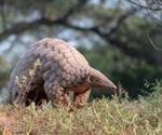 Study reveals natural infection of pangolins with human RSV