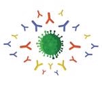 Monoclonal antibodies from COVID-19 convalescent donors target conserved site