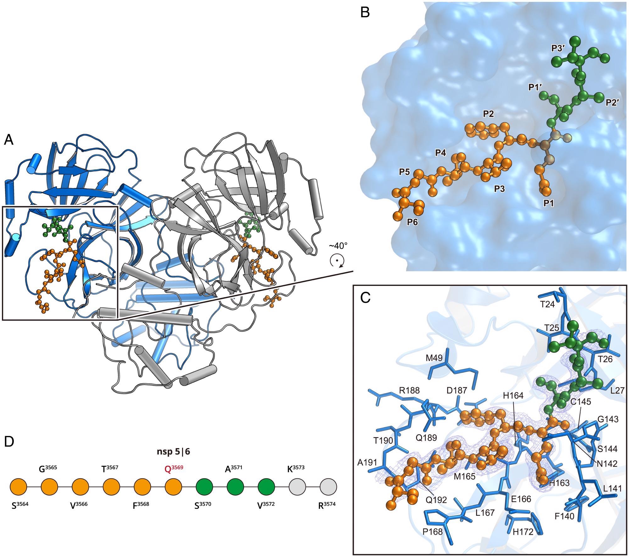 Structure of the H41A mutant in complex with the nsp5|6 peptidyl substrate. (A) The overall structure of H41A–nsp5|6 in dimer form. Protomer A and protomer B are colored blue and gray, respectively. (B) The zoom-in view of the substrate-binding pocket. The nsp5|6 peptidyl substrate is shown as a ball-and-stick model. Residues from P1 to P6 and P1′ to P3′ are colored in orange and green, respectively. (C) The detailed interaction between Mpro and its cleavage substrate. Residues involved in the substrate binding are shown as marine sticks. The polder map colored as blue mesh is contoured at 2.5σ. (D) The schematic diagram of nsp5|6. Residues that can be traced according to the electron density map are colored in orange or green. Residues that cannot be traced are in gray.