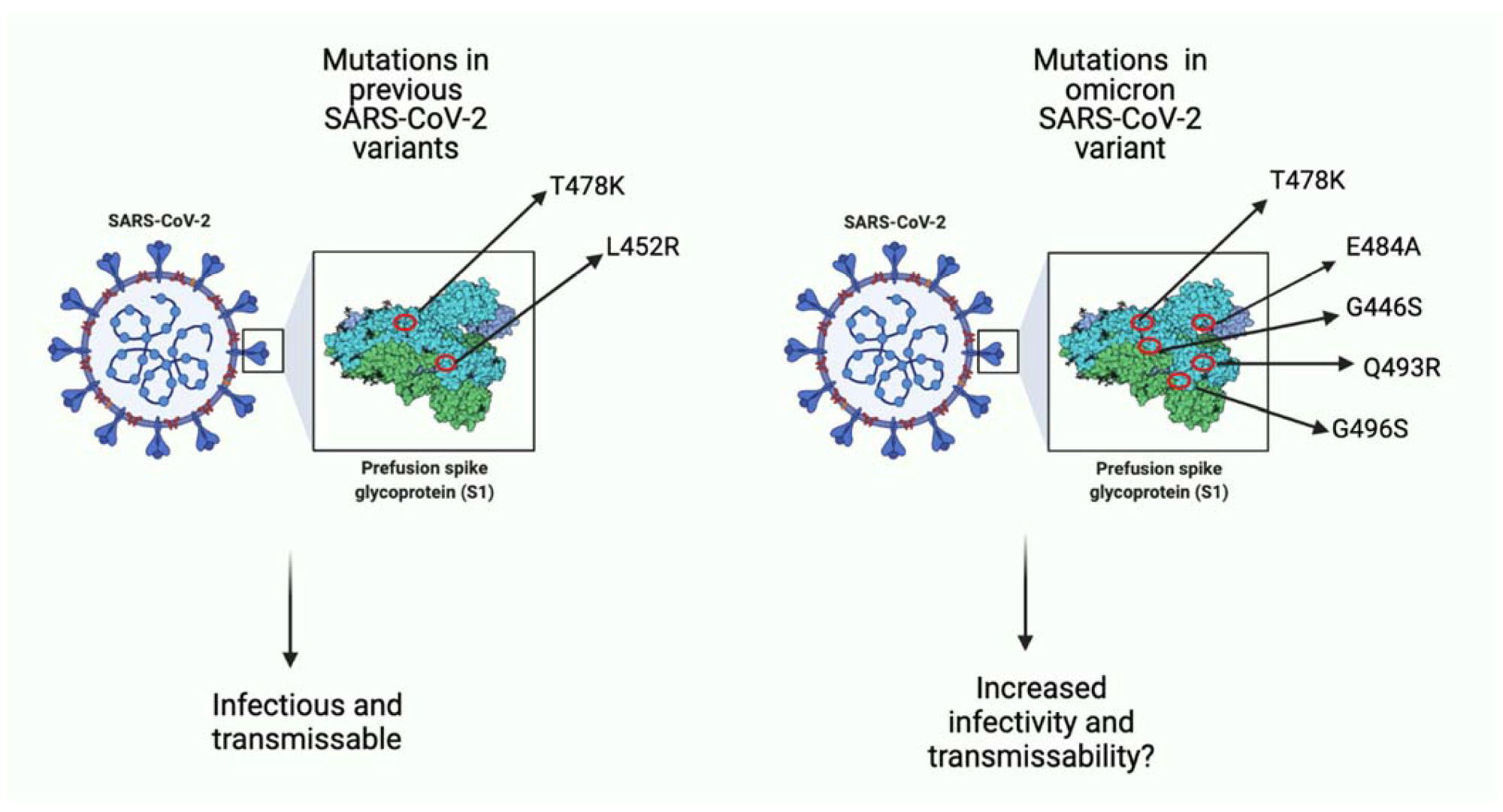 A comparison of few key missense mutations in the spike protein of previous SARS-CoV-2 variants and the omicron variant. As seen in the image on the left, previous variants (i.e., delta variant) had few mutations that favored viral infection. Seen on the right, omicron has more mutations, many of which function to increase binding affinity to host ACE-2 receptor and potentially increase infectivity ability as well as transmissibility of viral particles. Some mutations such as T478K overlap with previous variants, and some (i.e., E484A) are unique to omicron. (Created with BioRender.com (accessed on 19 December 2021)).