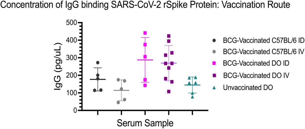 Concentration of IgG binding SARS-CoV-2 rSpike protein by vaccination route and mouse strain. Each data point is the mean concentration based on technical triplicates at 1:500 dilution. C57BL/6J mice vaccinated intradermally (ID) (n=5) and intravenously (IV) (n=5) were compared with DO (J:DO) mice vaccinated ID (n=5), IV (n=10) and unvaccinated (n=5). The Student’s t-test was used to determine if the means of two groups are significantly different. IgG concentrations for BCG-vaccinated DO mouse sera (both ID and IV) were significantly greater than both BCG-vaccinated C57BL/6J (both ID and IV) and unvaccinated DO mouse sera.