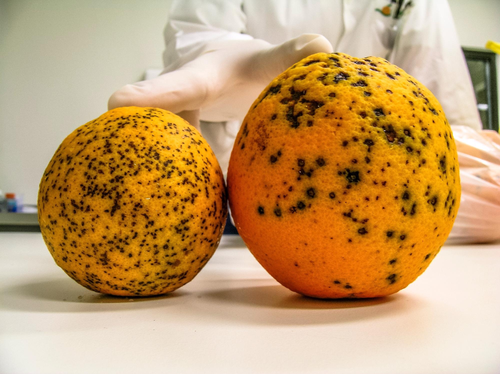 Oranges infested with Amarelinho or CVC, Citrus Variegated Chlorosis, which is a disease caused by the bacterium Xylella fastidiosa
