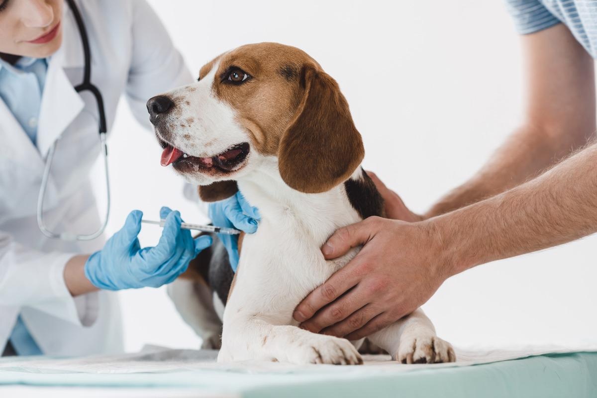 งานวิจัย: วัคซีนป้องกันโควิด-19 สำหรับสุนัข ป้องกันโรคจากสัตว์สู่คนแบบย้อนกลับ  เครดิตภาพ: LightField Studios/Shutterstock
