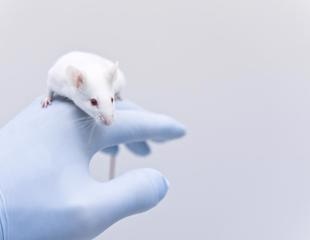 Researchers use mouse model to explore correlation of impaired interferon-mediated immune response with severe COVID-19