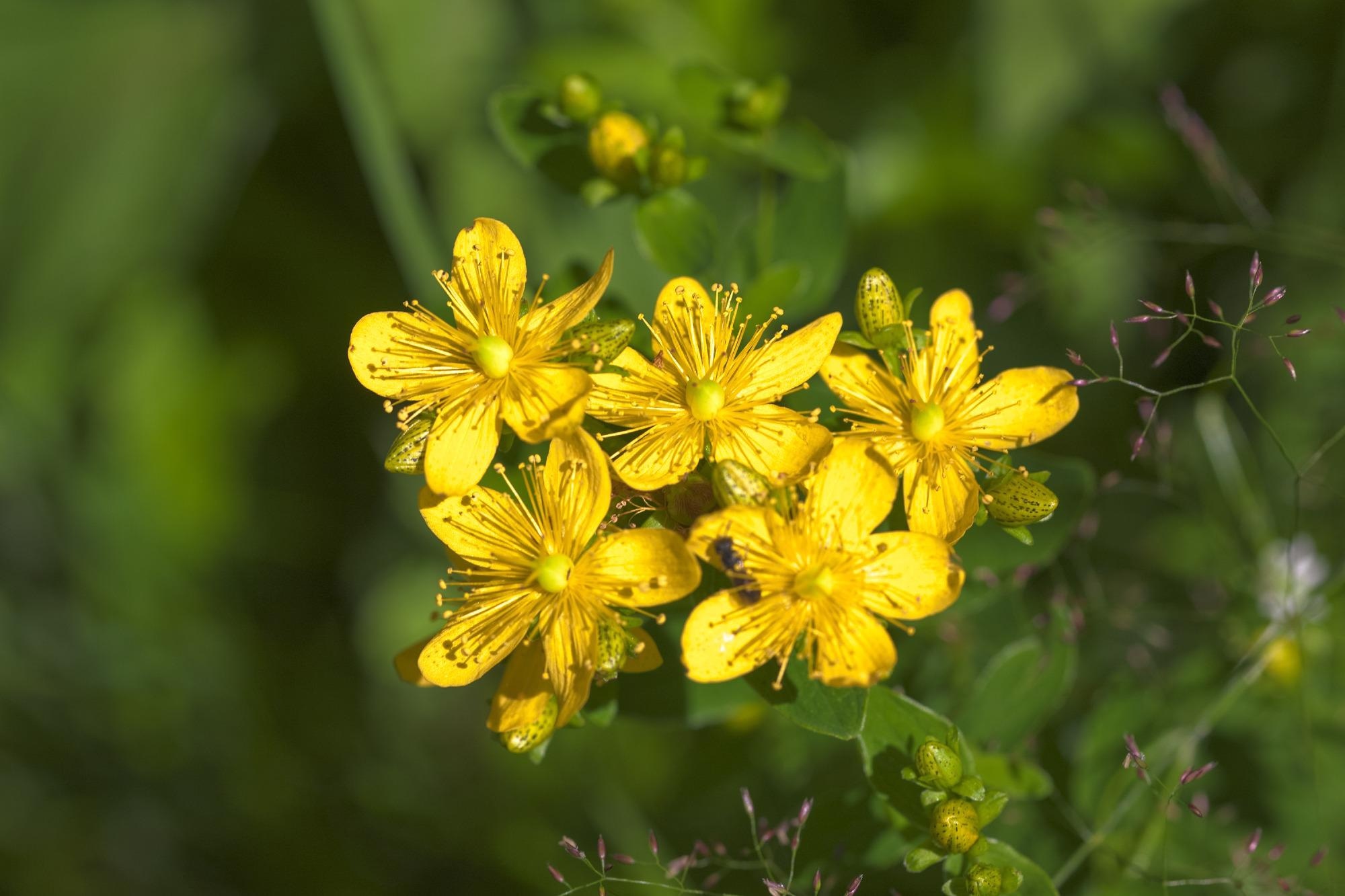 Study: Hypericum perforatum and Its Ingredients Hypericin and Pseudohypericin Demonstrate an Antiviral Activity against SARS-CoV-2. Image Credit: Maslov Dmitry / Shutterstock