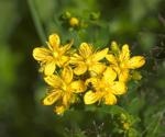 St. John's wort extract shows potent antiviral activity against SARS-CoV-2 and its variants