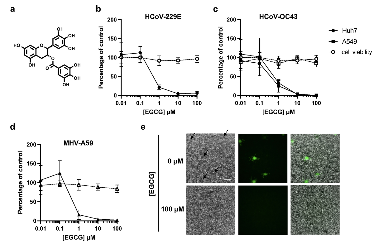 EGCG pre-treatment inhibits infection by diverse CoVs without affecting cell viability. (a) Structure of epigallocatechin gallate (EGCG). (b-d) Pre-treatment of authentic HCoV-229E, HCoV-OC43 or murine coronavirus MHV-A59 virions with EGCG for 10 min at 37°C inhibits infection of Huh7 (b,c), A549 (c) or L929 cells (d), respectively. Mean values with standard deviation from three independent experiments are plotted. Cell exposure to EGCG during the 2 h infection had minimal effect on cell viability (dashed line), where mean values with standard deviation of two independent experiments with duplicates are plotted. (e) A reduction in syncytia (black arrows) was observed for EGCG-treated MHV-A59. Scale bar: 200 mm.