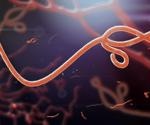 Researchers investigate O-glycosylation in cells infected with Ebola