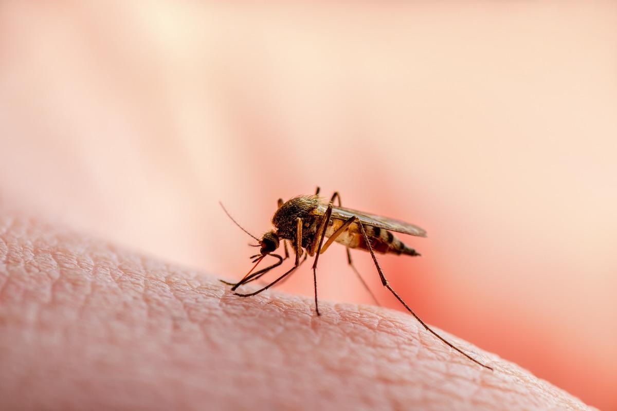 Study: First-in-human evaluation of cutaneous innate and adaptive immunomodulation by mosquito bites. Image Credit: nechaevkon/Shutterstock