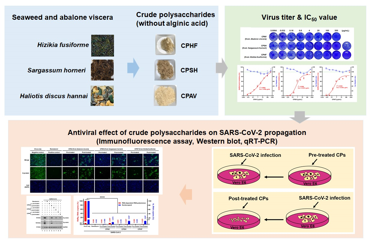 Evaluation of Antiviral Effect against SARS-CoV-2 Propagation by Crude Polysaccharides from Seaweed and Abalone Viscera In Vitro