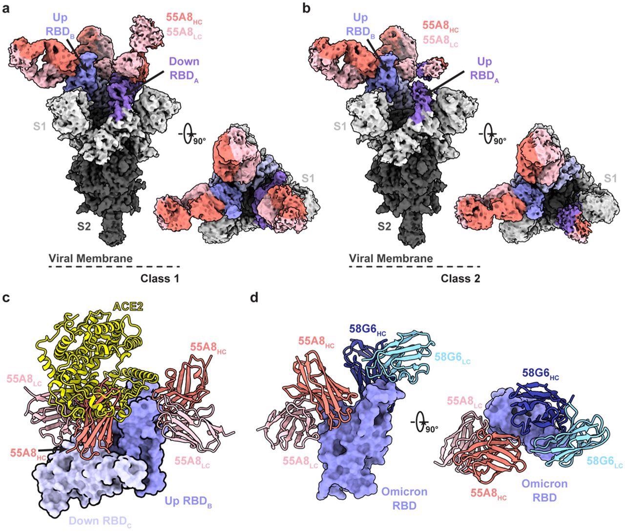 Cryo-EM structures of 55A8 binding to the SARS-CoV-2 Omicron S protein. a-b The cryo-EM densities of the 55A8 Fab-Omicron S complex we e observed in two classes (a, Class I, 3.4 Å, 3 Fabs bound with Omicron S in the “2-up/1-down” conformation; b, Class II, 3.4 Å, 3 Fabs bound with Omicron S in the “1-up/2-down” conformation). c Superposition of the locally refined Omicron RBD-ACE2 (PDB ID: 7WSA) model together with the locally refined Omicron RBD-55A8 Fab model. d Locally refined model of the 55A8 Fab and 58G6 Fab on the same up Omicron RBD. HC, heavy chain; LC, light chain.