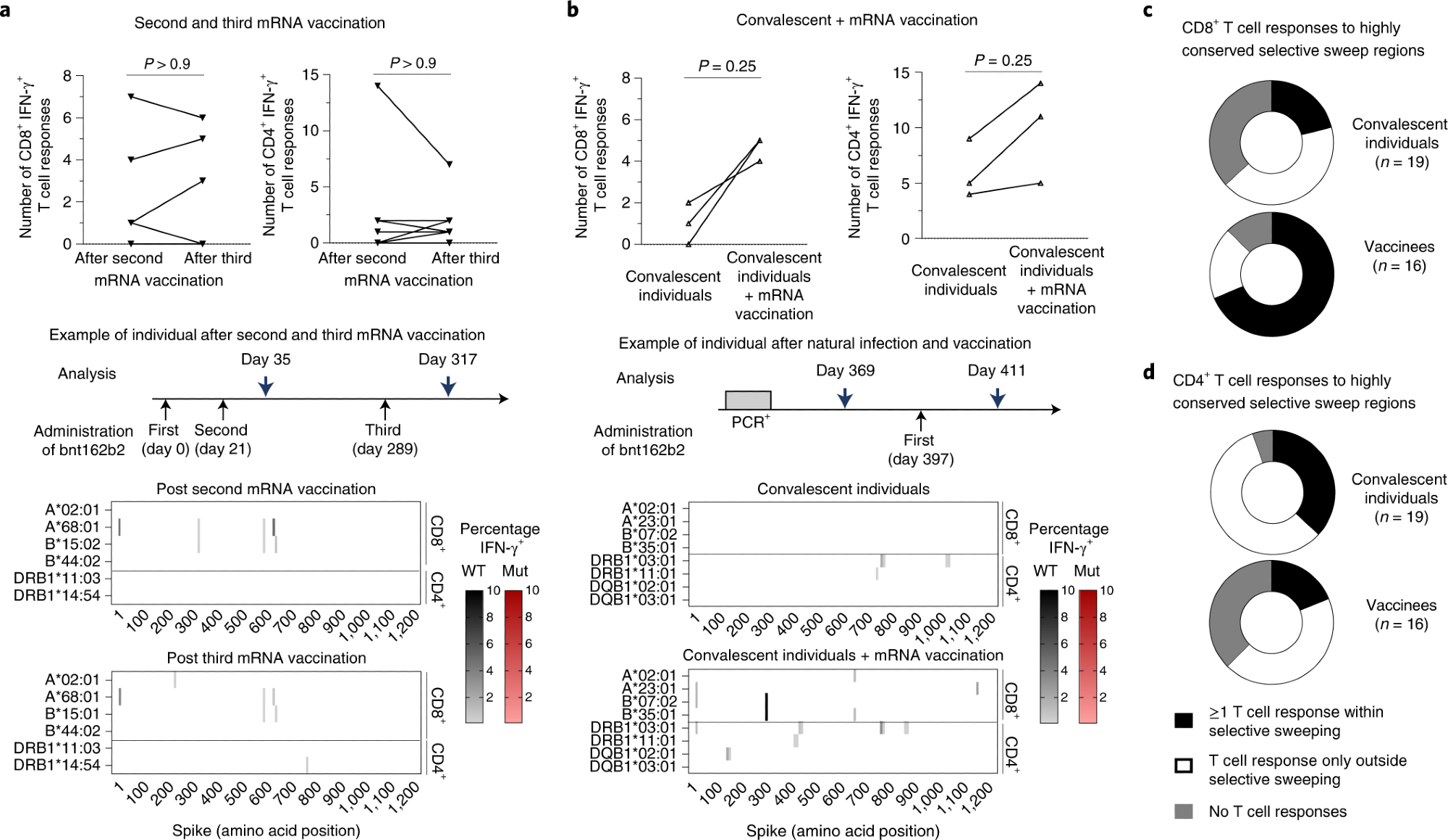 a,b, Number, location and percentages of spike-specific CD8+ and CD4+ T-cell responses to OLPs that are detectable in SARS-CoV-2 vaccinees after the second versus after the third dose of Pfizer/BioNTech mRNA vaccine (bnt162b2, measured 2–4 weeks after vaccination) (a) and in SARS-CoV-2 convalescent individuals who subsequently received a single dose of Pfizer/BioNTech mRNA boost vaccination (bnt162b2, measured 2 weeks after vaccination) (b). The heatmaps depict the data of one representative individual each. Targeted epitopes with sequence variations in Omicron/B.1.1.529, BA.1 are marked in red. c,d, Vaccinees and convalescent individuals with CD8+ (c) and CD4+ (d) T-cell responses within and outside highly conserved selective sweep regions in the spike protein are shown. Statistical analysis was performed with a two-sided Wilcoxon matched-pairs signed-rank test.