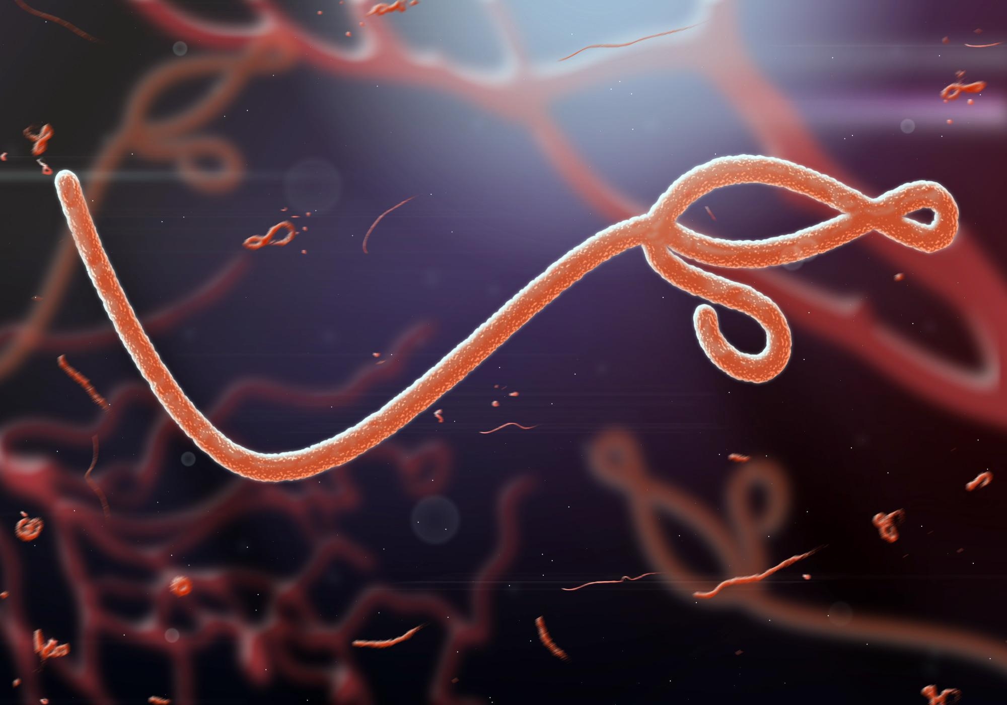Ebola virus illustration. Image Credit: jaddingt / Shutterstock