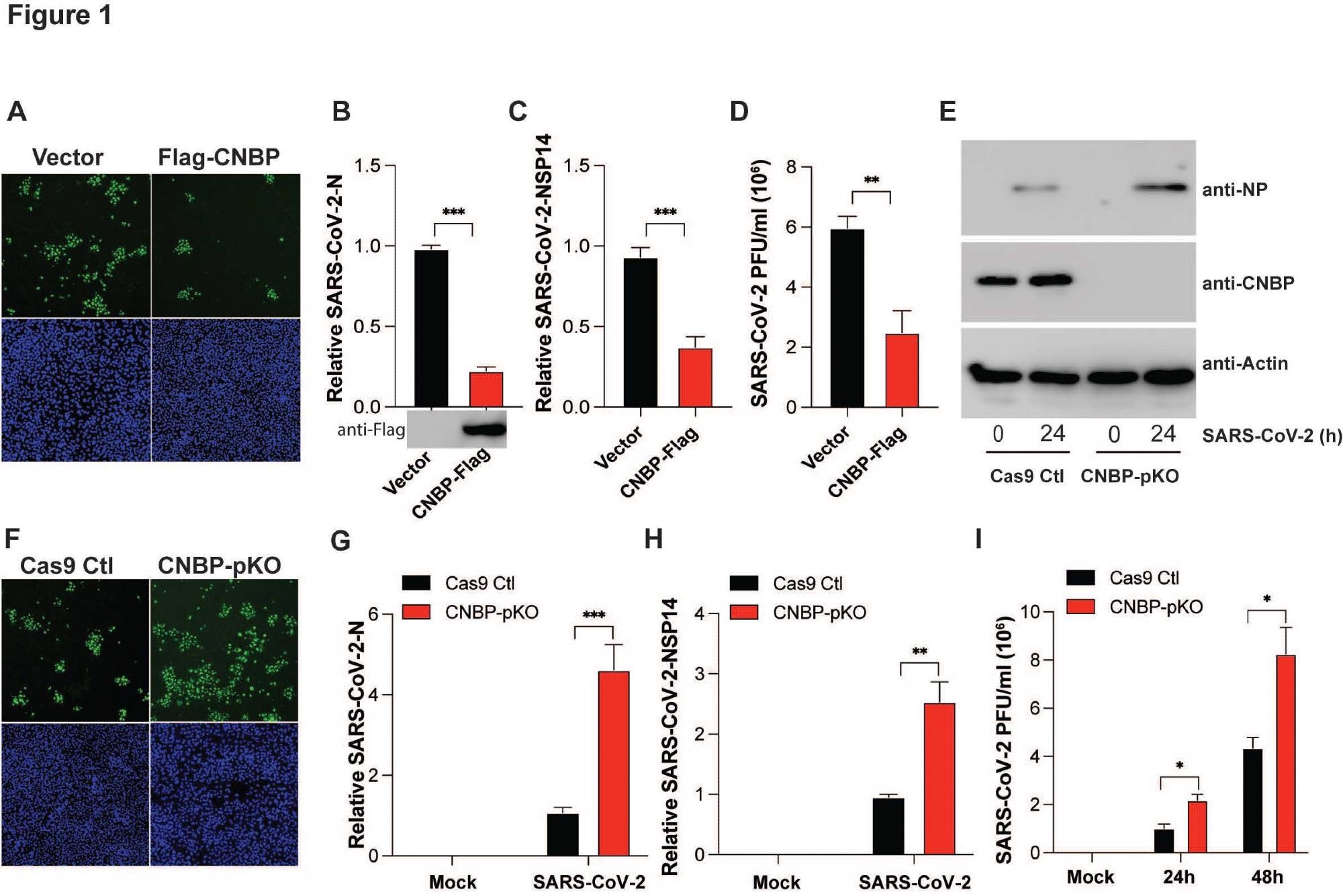 ​​​​​​​CNBP inhibits SARS-CoV-2 replication in vitro (A) hACE2-A549 cells were transfected with a Flag-CNBP expression plasmid or control, infected with SARS-CoV-2 for 24 hrs, and dsRNA was visualized by immunofluorescence with anti-J2 antibody (green). (B-D) Normalized SARS-CoV-2 RNA levels of NP (B) and NSP14 (C) as well as the SARS-CoV-2 titers (D) in hACE2-A549 cells transfected with Flag-CNBP plasmid and infected with SARS-CoV-2. (E-I) CNBP pKO and Cas9 Ctl A549 cells were infected with SARS CoV-2 at an MOI of 0.01. At 24 h post-infection, western blotting with viral NP protein expression (E), immunofluorescence staining with anti-J2 antibody (F), qPCR analysis of vRNA levels of NP (G) and NSP14 (H) as well as the viral titers assessed by plaque assay (I) in the supernatants were determined.