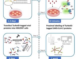 Proximity labeling to identify high-confidence SARS-CoV-2 interactors