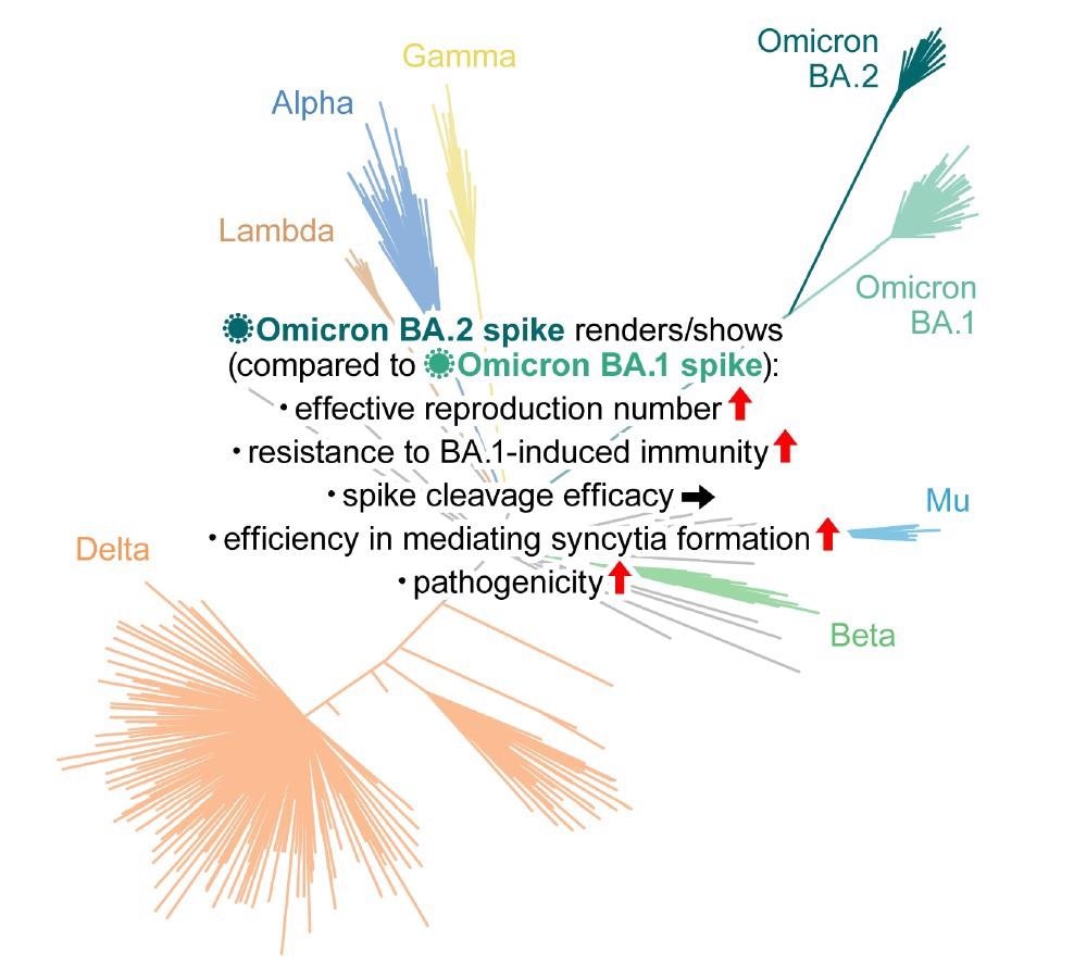 Study: Virological characteristics of the SARS-CoV-2 Omicron BA.2 spike. Image Credit: Elsevier Inc.