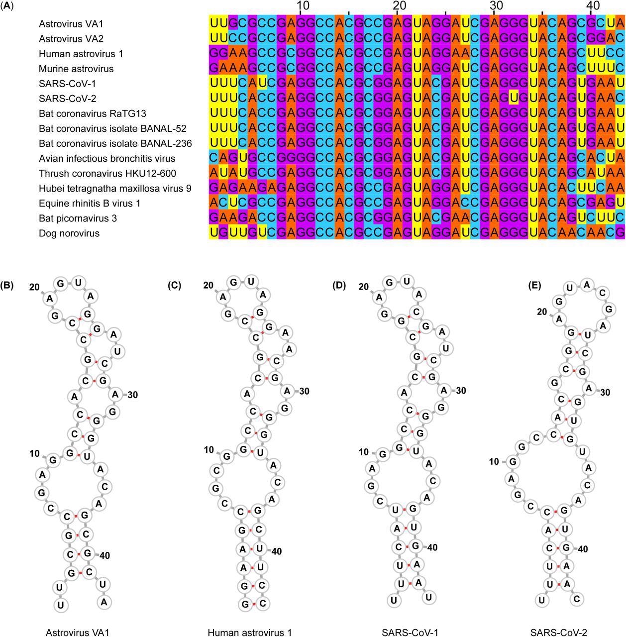 s2m nucleotide sequences and predicted secondary structures. (A) Multiple sequence alignment of representative viruses that encode an s2m. (B-E) Predicted secondary structure of the s2m by RNAfold for (B) Astrovirus VA1, (C) Human astrovirus 1, (D) SARS-CoV-1, (E) SARS-CoV-2