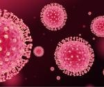 Study investigates stress granule formation during infection with the human common cold coronavirus and SARS-CoV-2