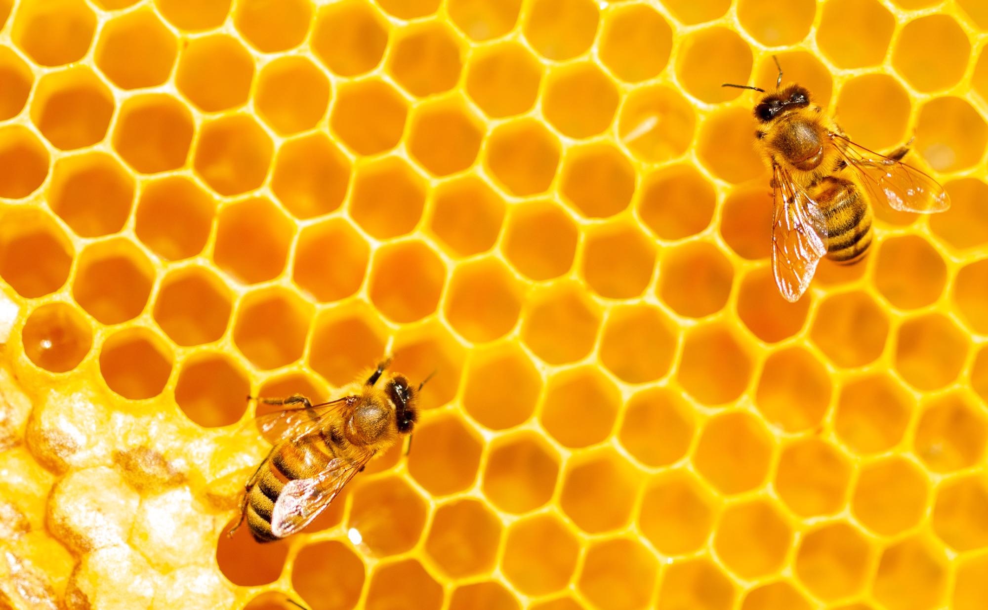 Study: Bees can be trained to identify SARS-CoV-2 infected samples. Image Credit: Vera Larina / Shutterstock
