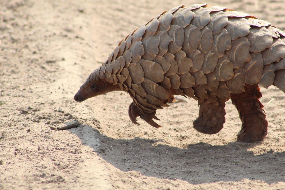 Study: SARS-CoV-2-related pangolin coronavirus exhibits similar infection characteristics to SARS-CoV-2 and direct contact transmissibility in hamsters. Image Credit: Brenna Rose/Shutterstock