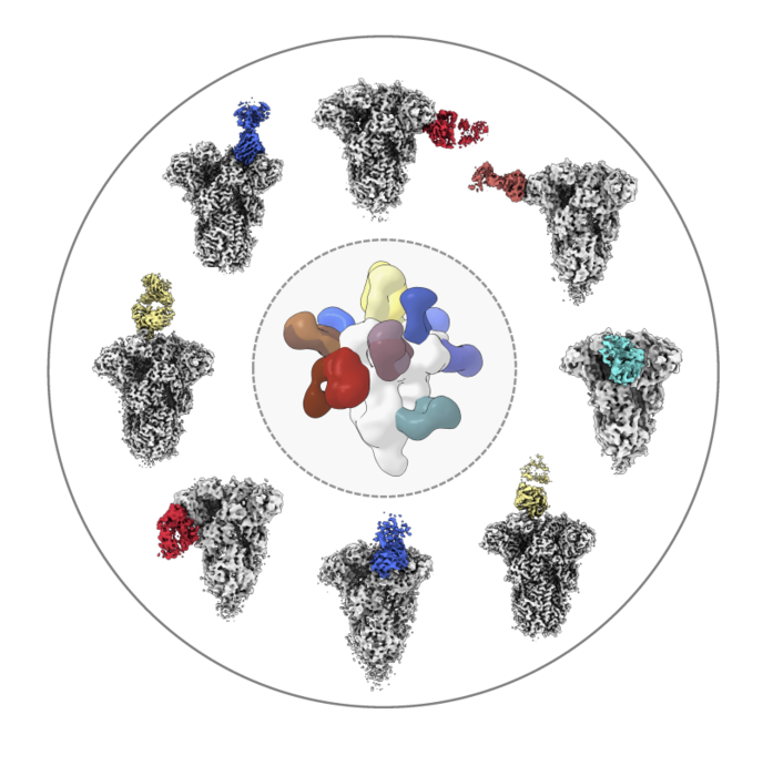 Researchers analyzed the structures of antibodies (colored) from healthy donors as the molecules bound to the spike protein from common coronaviruses like OC43 (shown here in white/gray). Image Scripps Research