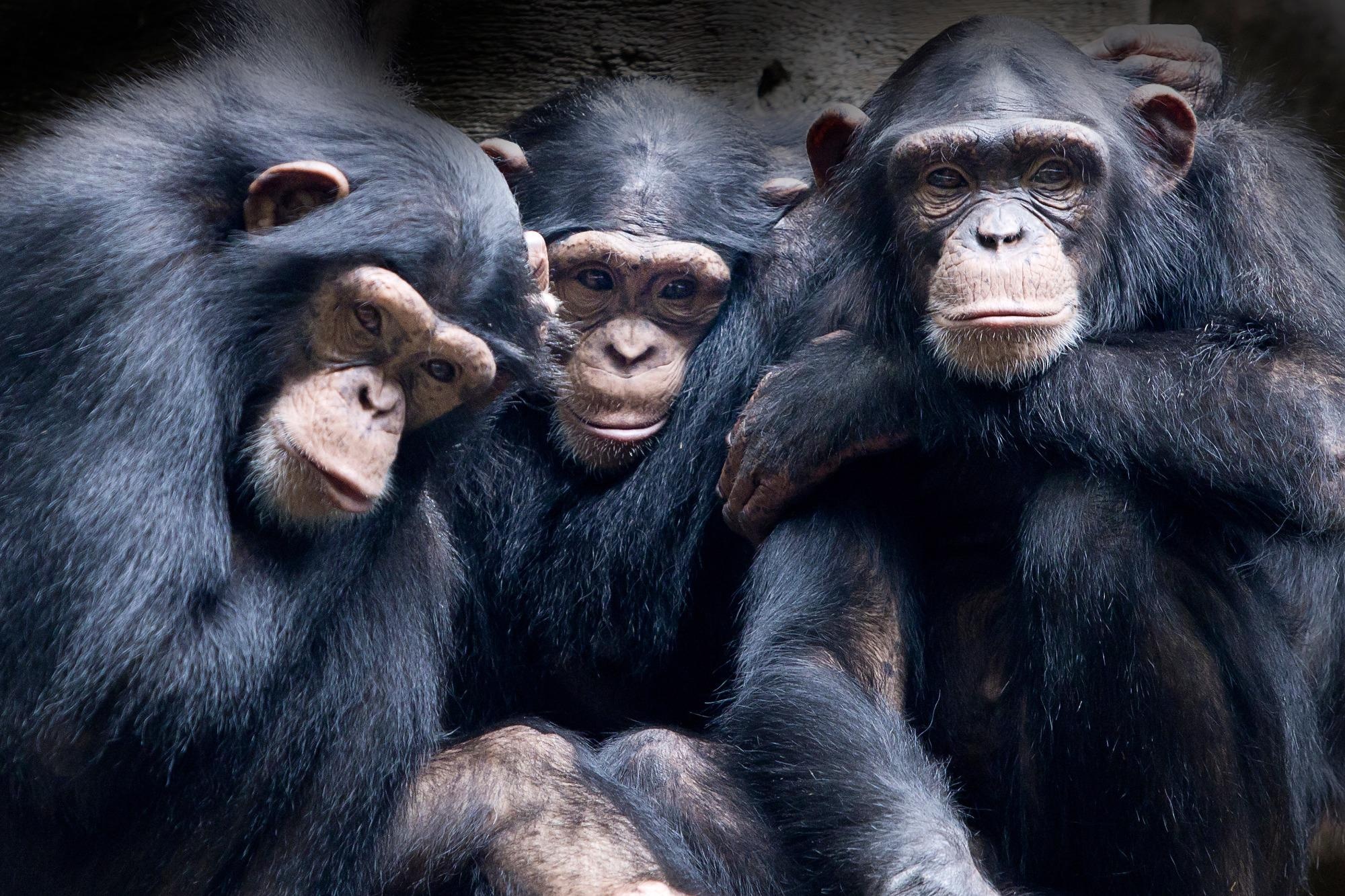 Study: Evidence for reduced BRCA2 functional activity in Homo sapiens after divergence from the chimpanzee-human last common ancestor. Image Credit: Lili Aini / Shutterstock
