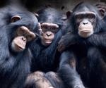 What can chimpanzees tell us about cancer propensity in humans?
