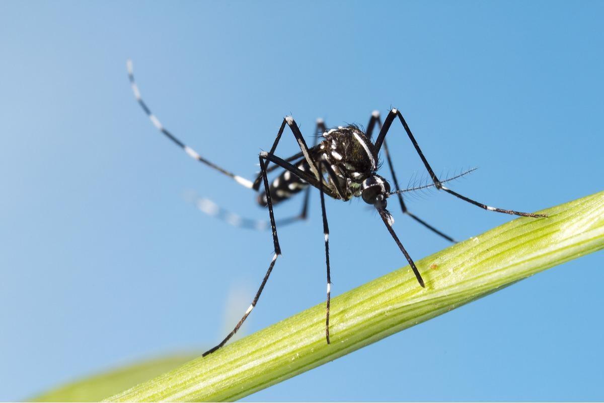 Study: SARS-CoV-2 and Arthropods: A Review. Image Credit: InsectWorld/Shutterstock