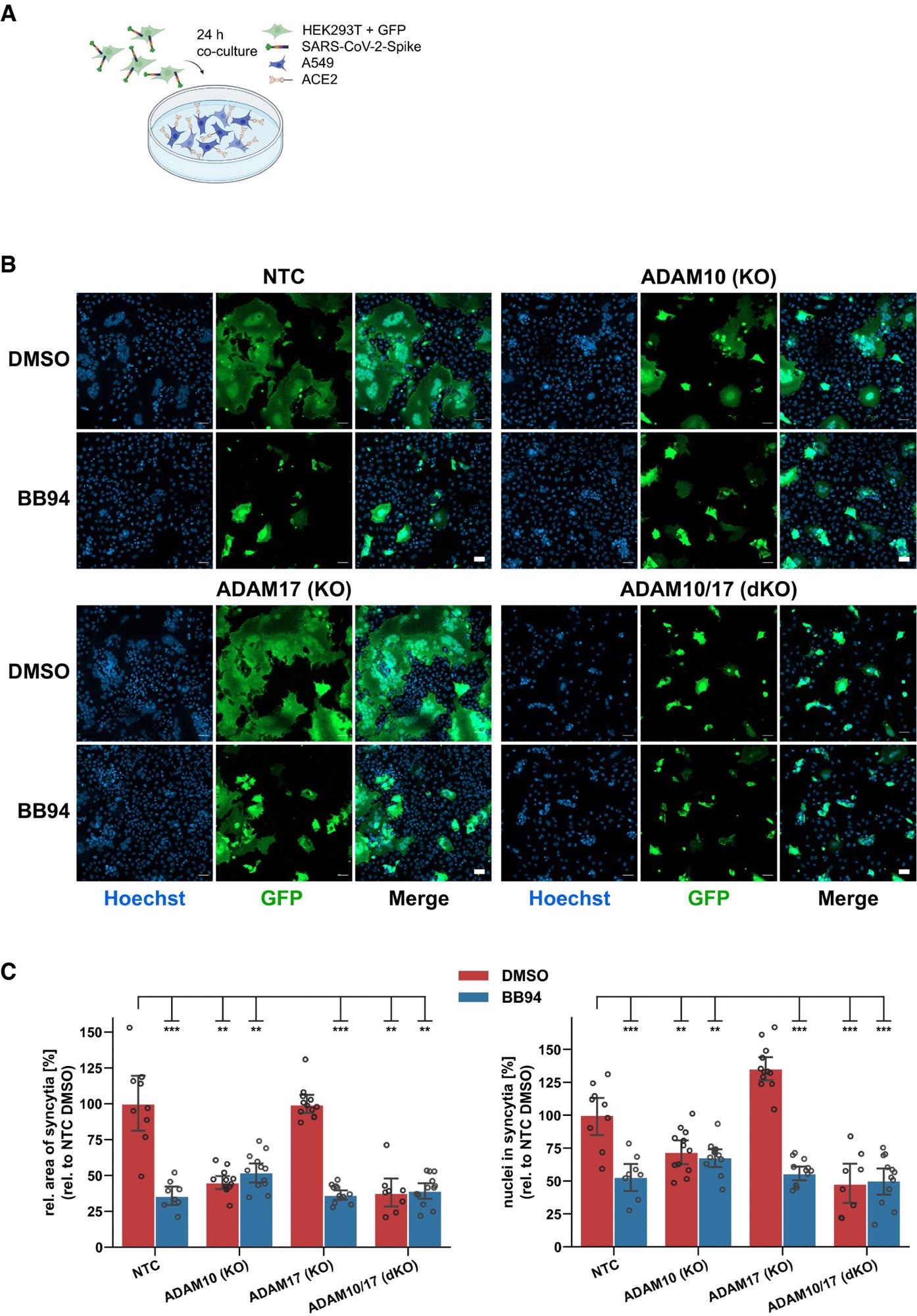 ADAM10 is required for lung cell syncytia formation Experimental scheme of syncytia formation assay. Donor cells (HEK293T) co-expressing the SARS-CoV-2 spike protein along with GFP were co-cultured with A549-ACE2 NTC or KO acceptor cells. After 24 h, co-cultures were analyzed by confocal microscopy. Representative images of syncytia formation assay. Large syncytia were observed for NTC and ADAM17 KO cells but were strongly reduced when ADAM10 was knocked out, either alone or together with ADAM17 or upon inhibition with BB94 (10 µM). For both ADAMs, the cell lines obtained with gRNA sequence 1 were used. Images show GFP fluorescence and Hoechst staining. Scale bars, 50 µm. Quantification of images from fluorescence microscopy (B). Left plot: the area of the fused cells in green (GFP) was quantified and normalized to the Hoechst signal (blue) of the entire image to account for differences in cell density. Right plot: The nuclei within syncytia were determined by calculating the ratio between the Hoechst signal within syncytia and the total Hoechst signal in the entire image. The data are normalized to NTC DMSO (N ≥ 8). Two-way ANOVA with Tukey’s correction for multiple comparisons. All data are represented as mean ± 95% CI of at least three independent experiments. **P < 0.01, ***P < 0.001. See also Fig EV4.