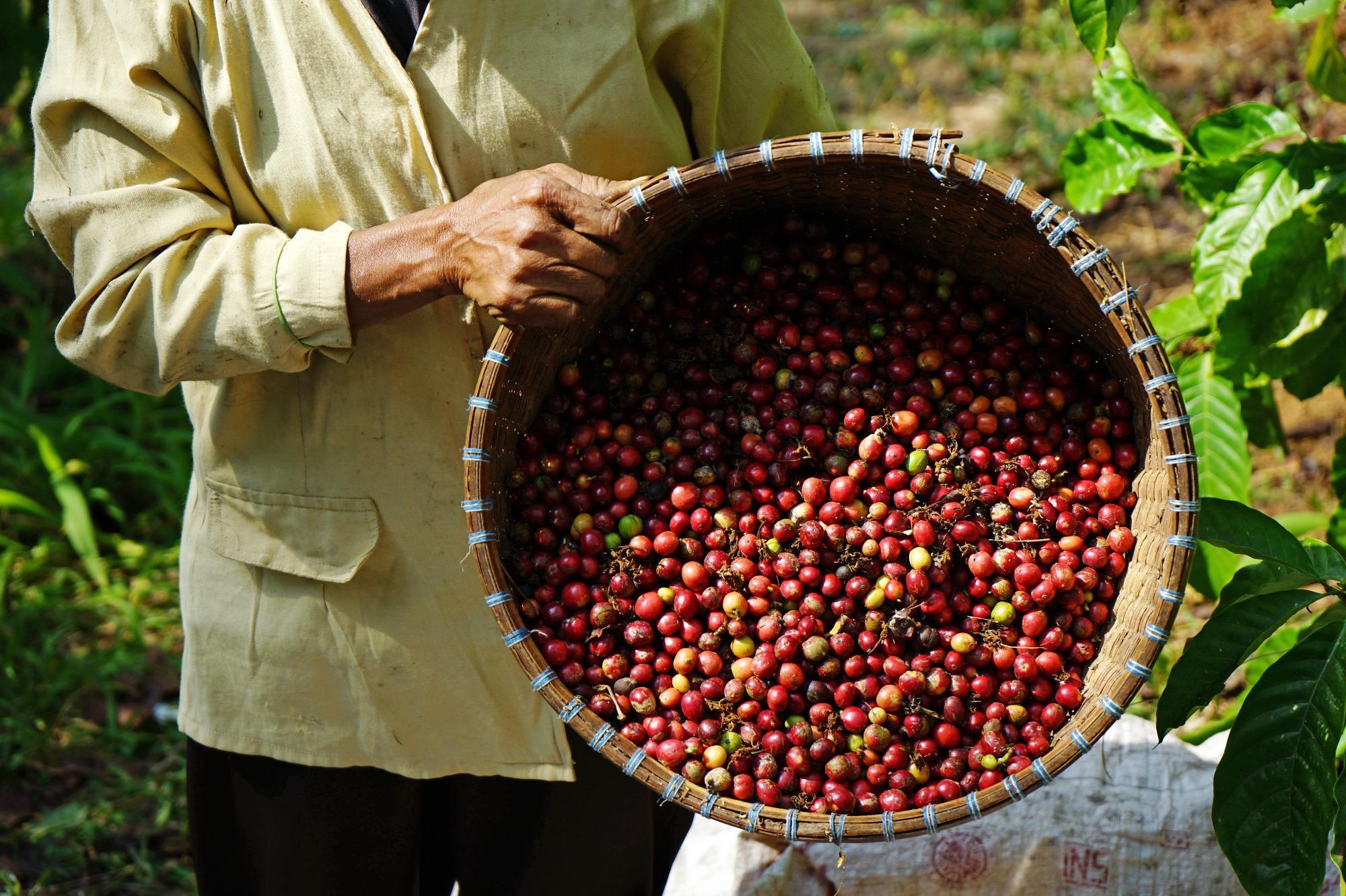 Coffee harvesting: Image Credit:  em faies / Shutterstock