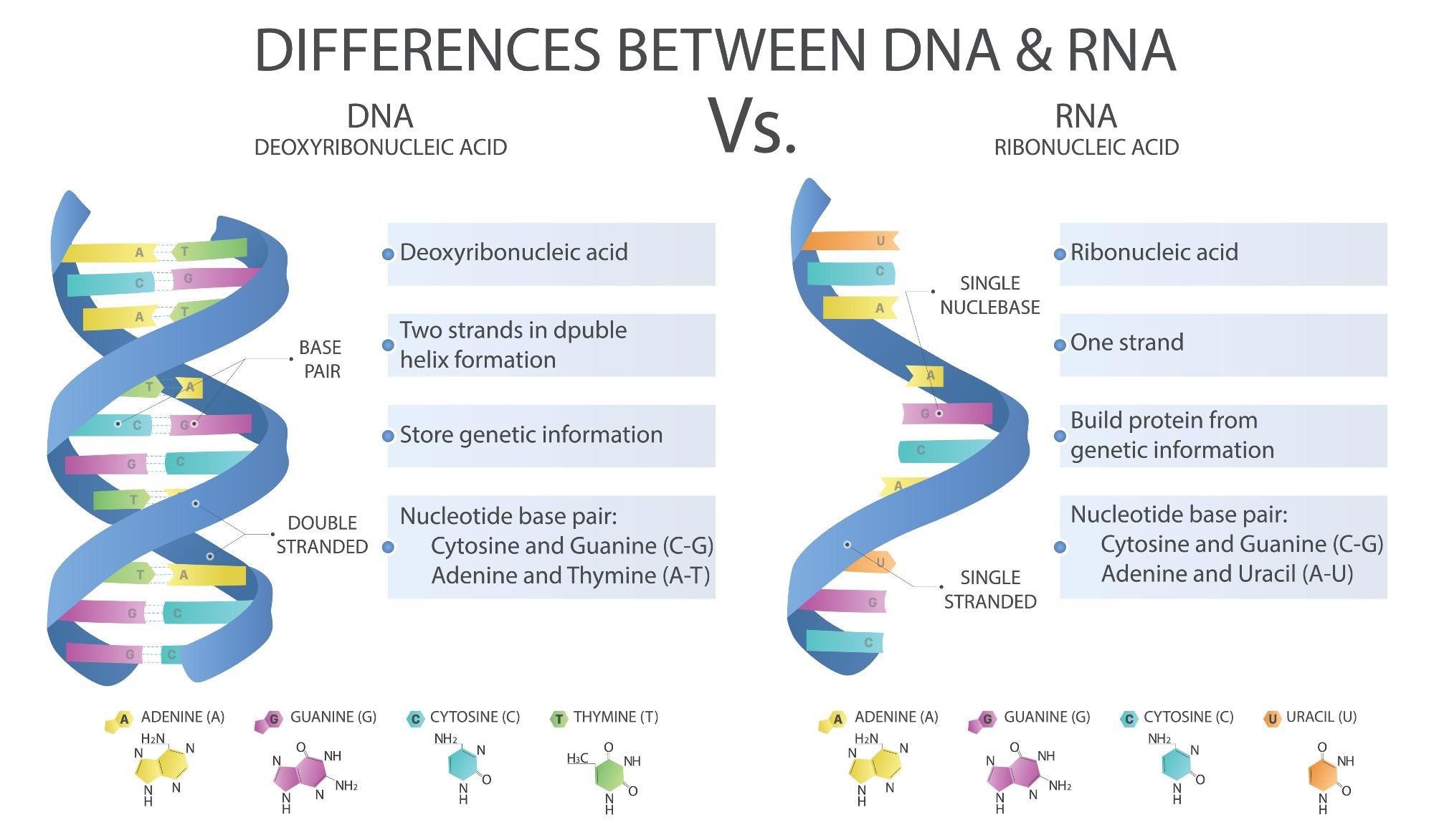 Difference between DNA and RNA. Image Credit: DiBtv / Shutterstock
