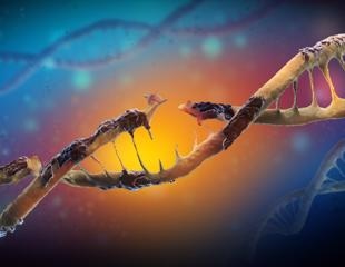 Research describes how DNA damage can affect neural health and function