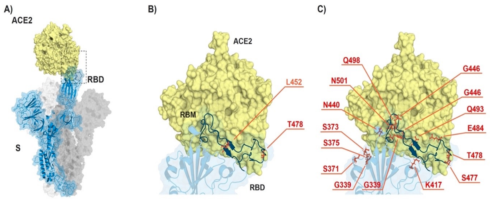 ​​​​​​​ACE2-spike interaction and mutations found in RBD of B.1.617.2 (Delta) and B.1.1.529 (Omicron). (A) S monomer (blue ribbon and surface) bound to ACE2 ectodomain (yellow surface). (B) Detail of (A), highlighting the mutated residues (orange sticks) in Delta. (C) Same as in (B) but highlighting the mutated residues in Omicron. From PDB files 6ACG and 2AJF.