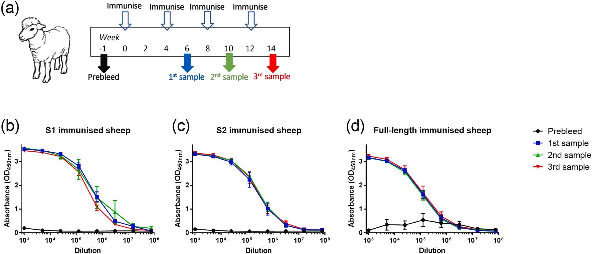 Binding of ovine sera to full-length recombinant SARS-CoV-2 spike protein after immunization with glycoprotein antigens. (a) Outline of study schedule. (b) Reactivity of S1-immunised sheep, n = 3. (c) Reactivity of S2-immunised sheep, n = 3. (d) Reactivity of full-length immunised sheep, n = 6. Lines show mean values with error bars denoting standard error.