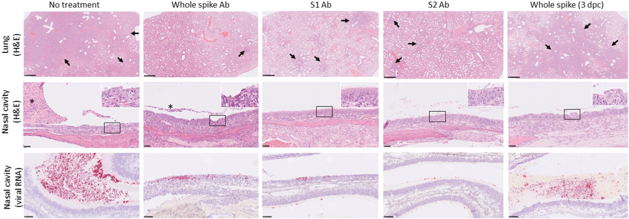 Representative microscopic images of lungs and nasal cavities of hamsters receiving ovine antibody preparations after challenge with SARS-CoV-2. Top row, lung-multifocal to patchy areas of pneumonic consolidation (arrows) (H&E); middle row, nasal cavity-inflammation and degeneration of the mucosa with variable luminal exudate (asterisks). Inset, higher power images of nasal epithelium (×800 magnification) (H&E); lower row, nasal cavity-staining for SARS-CoV-2 viral RNA in the mucosa and luminal exudate (in situ hybridization).