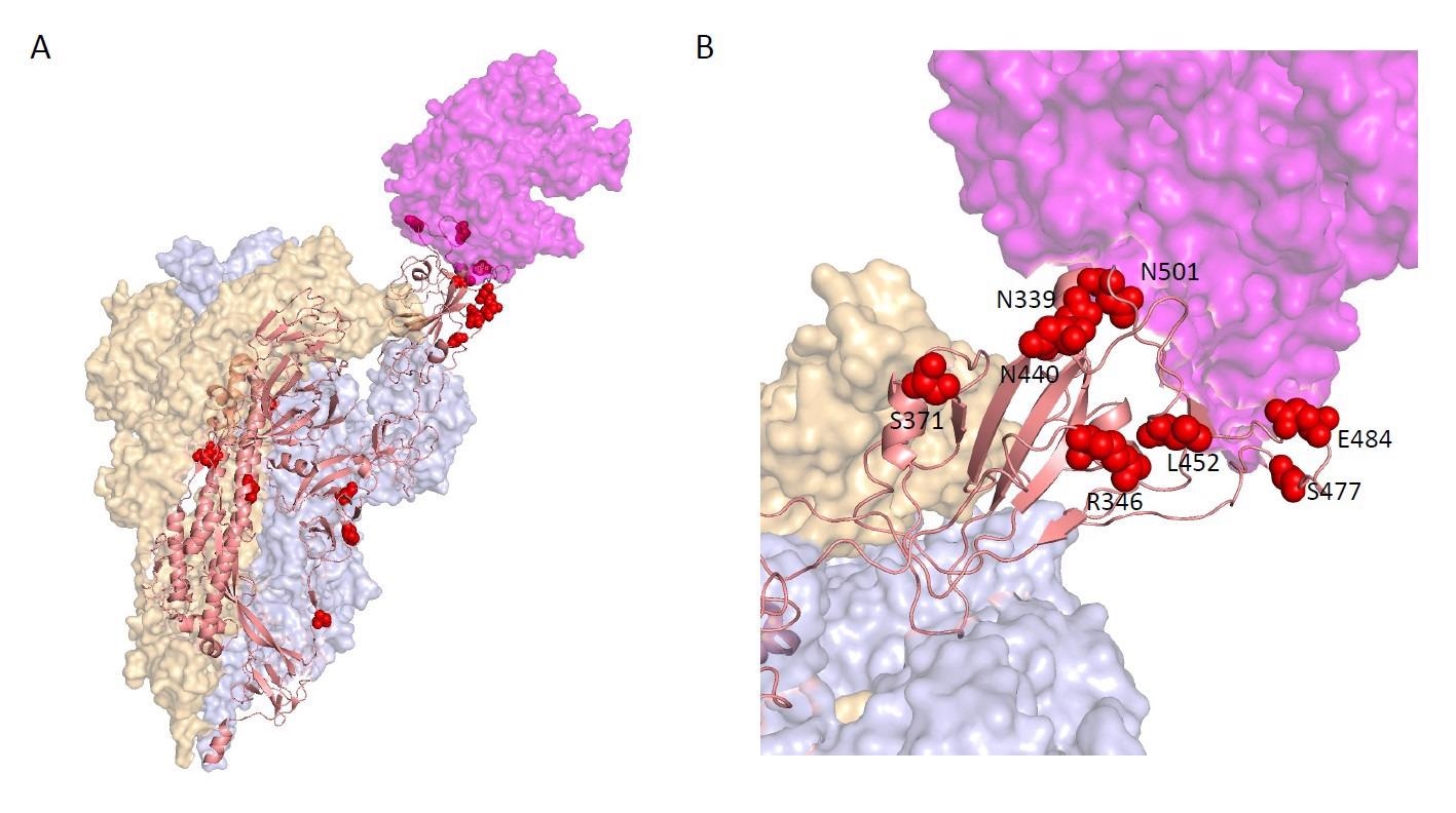 Locations of the top 20 Spike hits, ranked by PIP, on the Cryo-EM structure of a Spike trimer bound to ACE2 (magenta) at 3.9 Angstrom resolution in the single RBD "up" conformation from (Zhou et al., 2020) B. Enlarged view of the RBD-ACE2 interface, showing the spatial proximity of S:R346, S:N339, S:N440, S:L452, S:S477, S:E484, and S:N501.