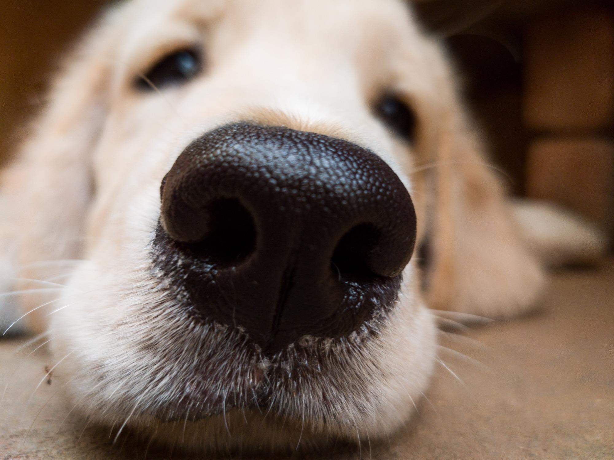 Study: Detection of SARS-CoV-2 by Canine Olfaction: A Pilot Study. Image Credit: Shrikar S / Shutterstock