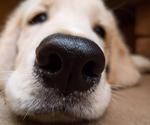 Dogs can detect SARS-CoV-2 from an individual's sweat