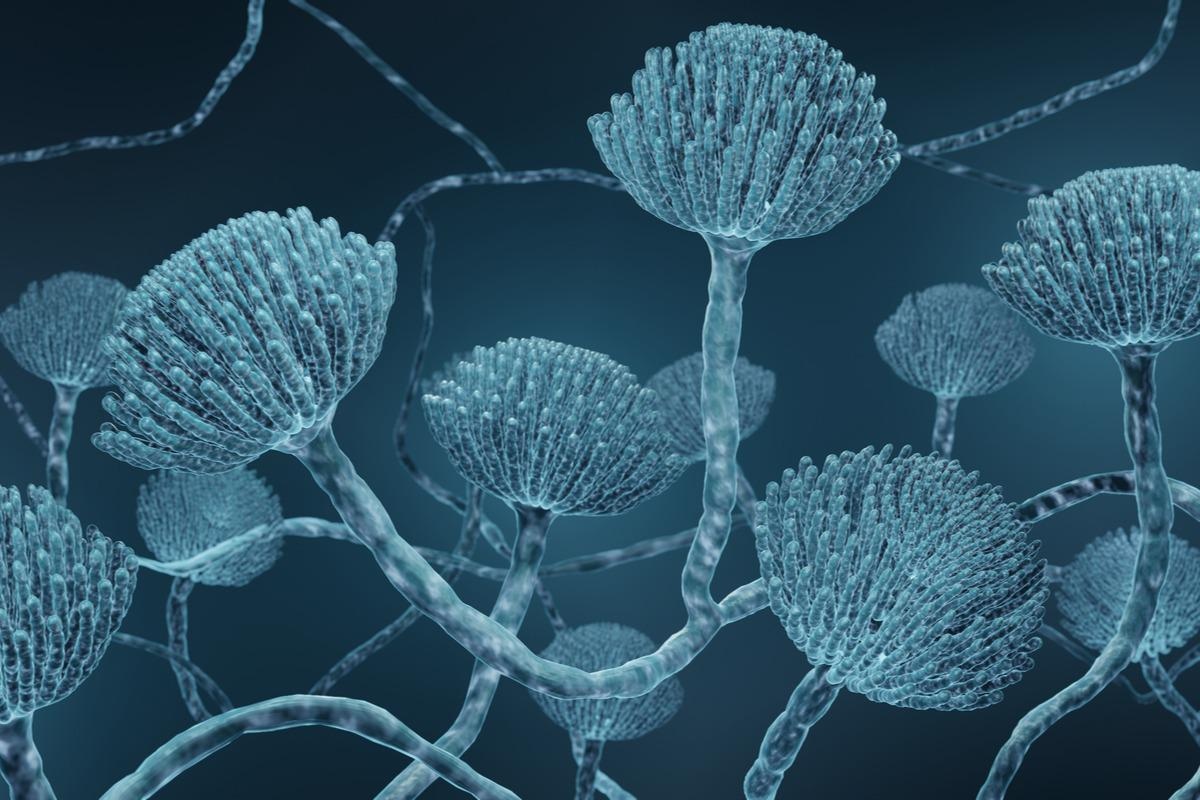 Study: New austalide derivative from the marine-derived Aspergillus sp. and evaluation of its biological activity. Image Credit: ART-ur/Shutterstock