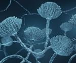 Researchers identify compounds from Aspergillus that may be effective against SARS-CoV-2