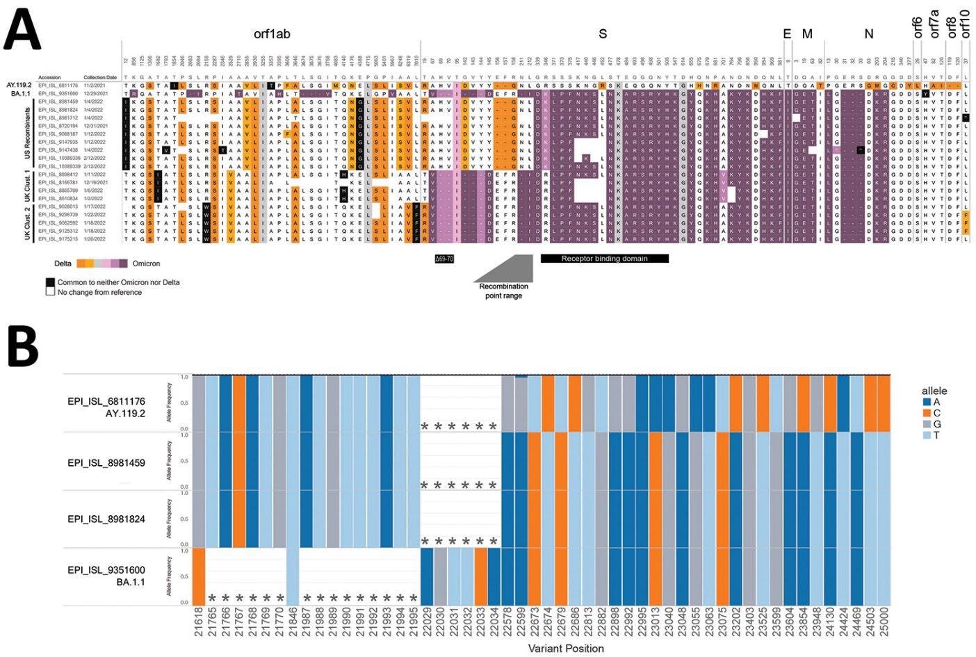 Skład kandydatów na rekombinowane genomy SARS-CoV-2