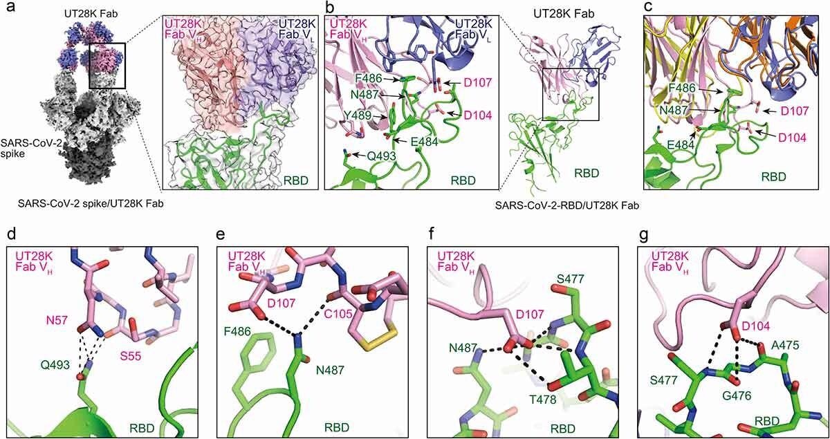 Struktur antibodi UT28K yang terikat pada protein SARS-CoV-2 S dan interaksinya.  ( a ) Struktur Cryo-EM dari Fab UT28K terikat pada trimer protein SARS-CoV-2 S.  Rantai berat dan ringan Fab UT28K masing-masing ditampilkan dalam warna pink dan biru tua.  Subunit S1 dan S2 masing-masing ditampilkan dalam warna abu-abu dan hitam.  Glikan terkait-N ditampilkan dalam warna cyan.  (b) Struktur kristal Fab UT28K terikat pada protein RBD SARS-CoV-2 S.  Warna Fab UT28K sama seperti yang ditunjukkan pada A. RBD SARS-CoV-2 S ditampilkan dalam warna hijau.  (c) Perbandingan mode pengikatan antibodi UT28K dan 253XL55 (VH; kuning dan VL; Oranye) yang terikat pada protein RBD SARS-CoV-2 S.  (dg) Interaksi residu utama antara Fab UT28K dan SARS-CoV-2 S RBD.