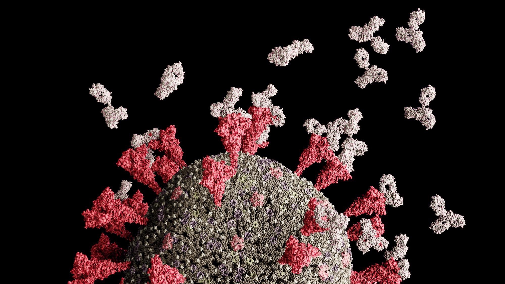 Studi: Antibodi super-penetralisir baru UT28K mampu melindungi terhadap infeksi dari berbagai varian SARS-CoV-2.  Kredit Gambar: Leonid Altman/Shutterstock