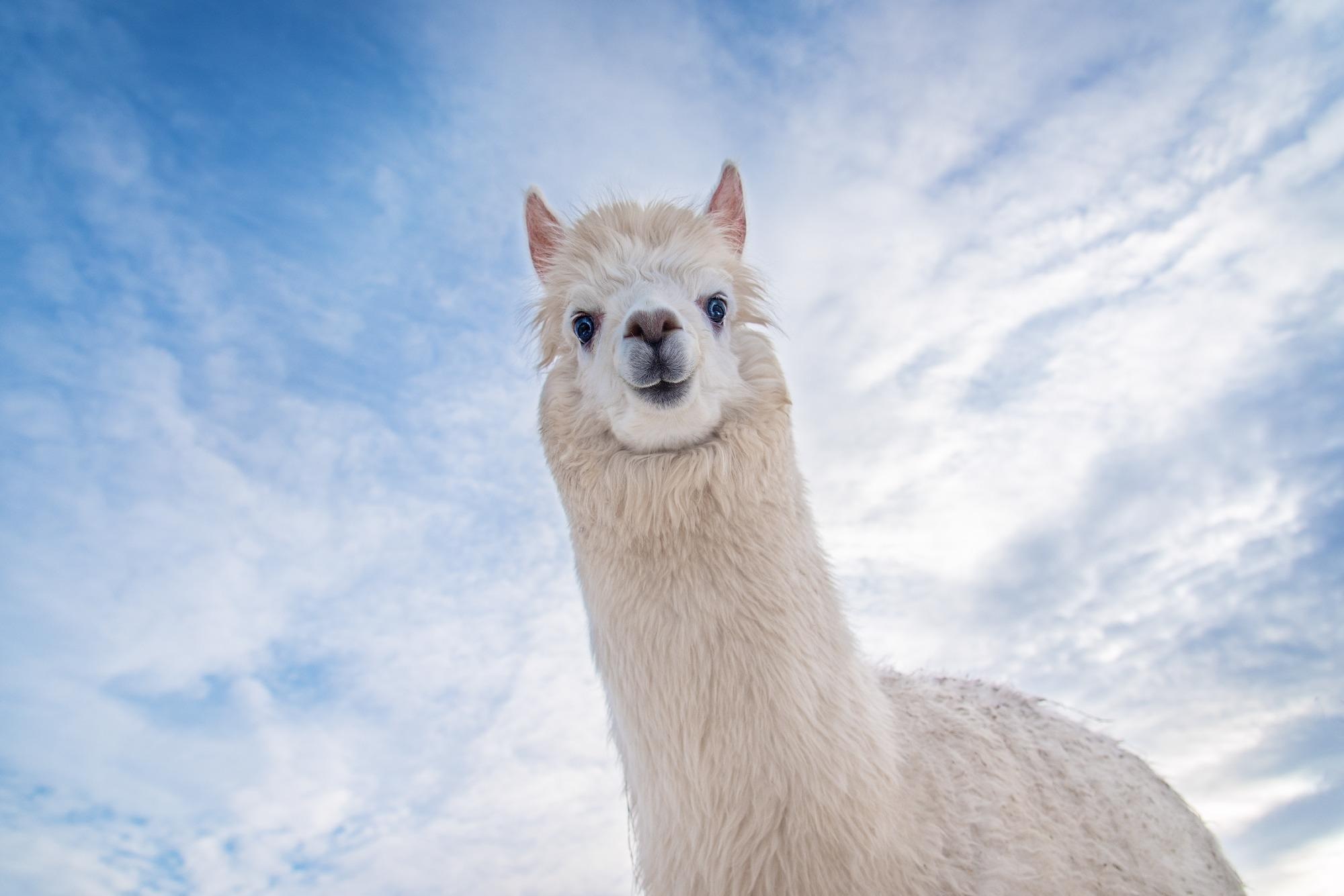 Study: Beta interferons from the extant camelids: Unique among eutherian mammals. Image Credit: Rita_Kochmarjova / Shutterstock