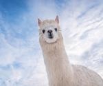 Camelid IFNs could play important role in combating emerging zoonotic pathogens