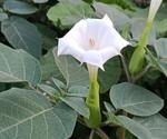 Compound found in Datura shows promise as antiviral agent against SARS-CoV-2