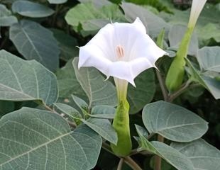 Compound found in Datura shows promise as antiviral agent against SARS-CoV-2