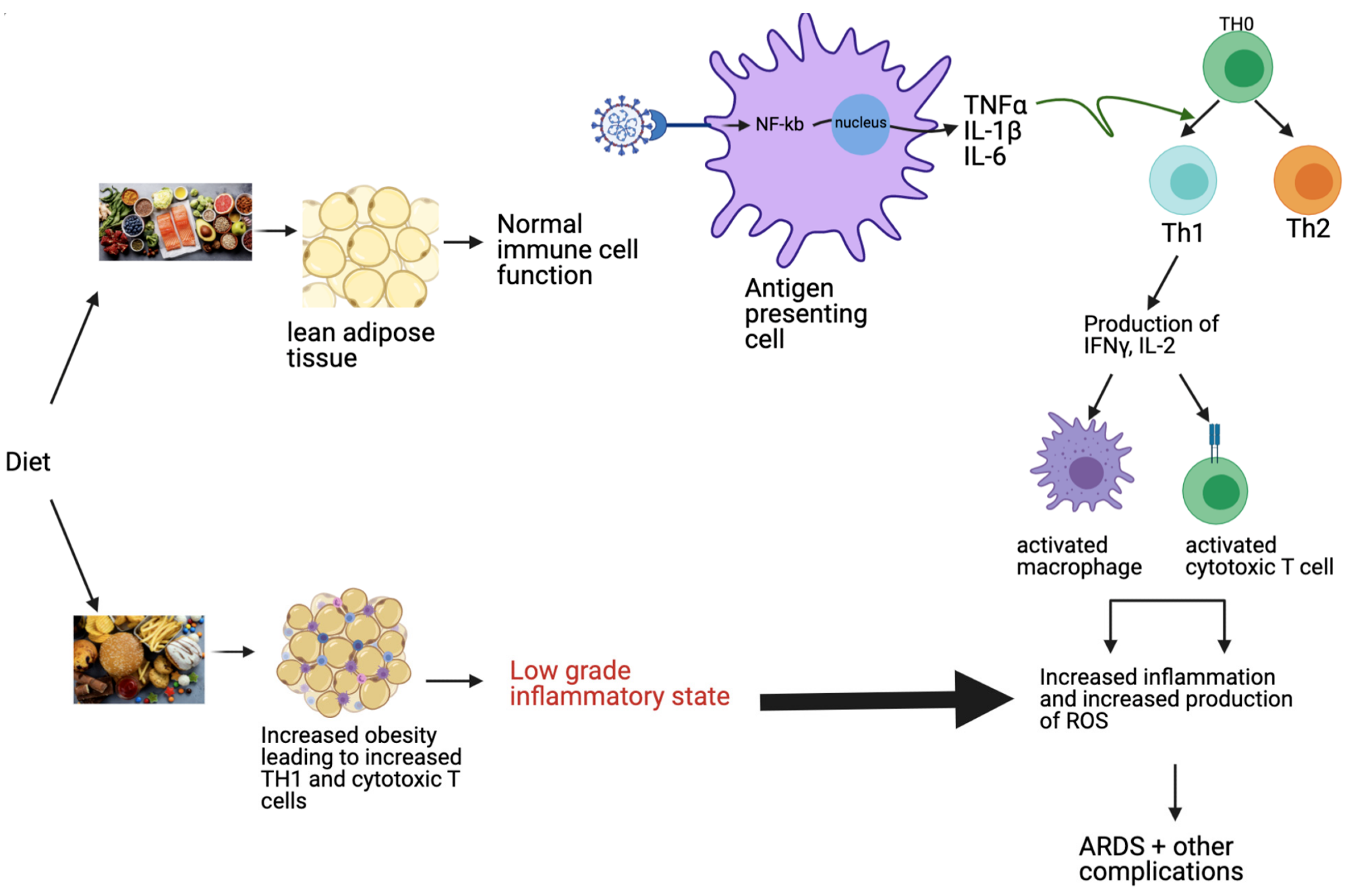 Proposed modulation of the immune pathway by diet. The Western diet, consisting of high fat, refined sugar, and saturated carbohydrates, leads to increased obesity, as well as an increase in TH1 and cytotoxic T cells, resulting in a low-grade inflammatory state. This inflammatory pathway is exacerbated in COVID-19 through the virus’s ability to increase pro-inflammatory cytokines, resulting in ARDS and other morbid complications. In contrast, the Mediterranean diet, consisting of fruits, vegetables, nuts, and fish maintains lean adipose tissue, contributing to a balanced immune system and absent or improved inflammatory state. Nuclear factor-kappa B (NF-kb), tumor necrosis factor-alpha (TNF-α), interleukin-1 beta (IL-1β); interleukin-6 (IL-6); interferon-gamma (IFNγ); interleukin-2 (IL-2); reactive oxygen species (ROS); acute respiratory distress syndrome (ARDS).