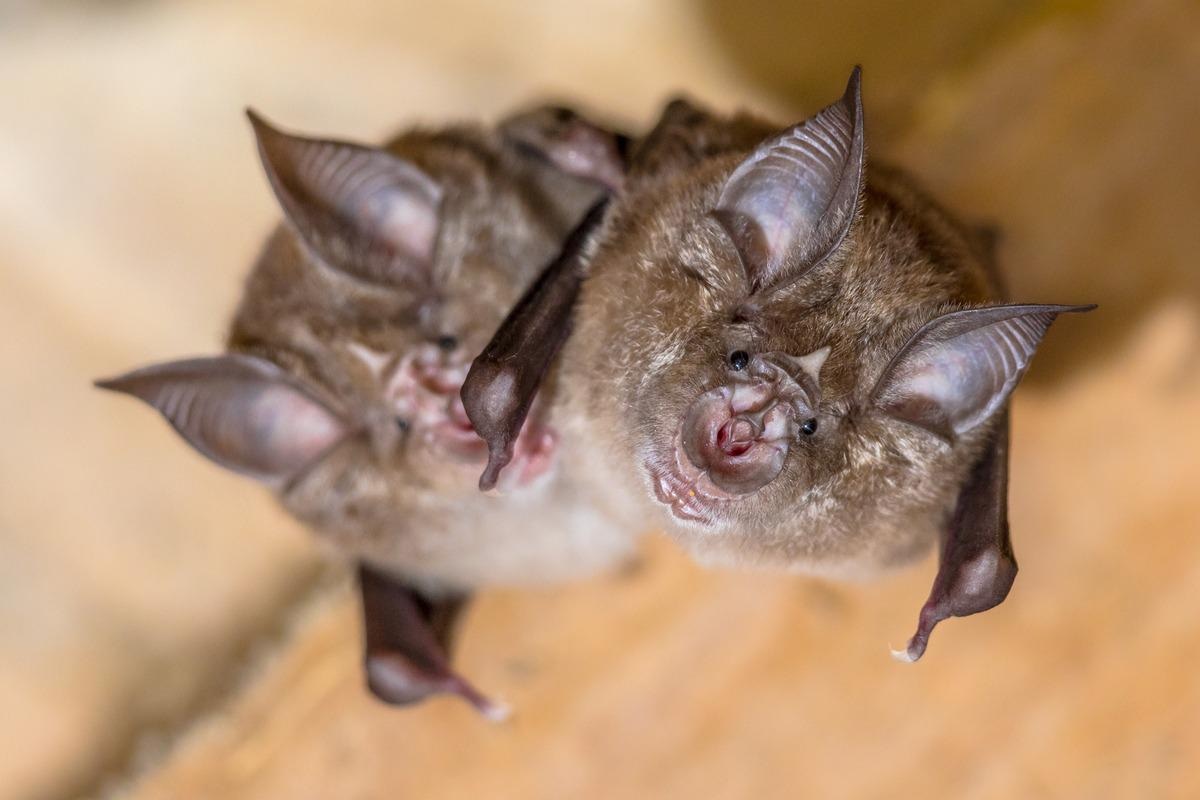 Study: Isolation of bat sarbecoviruses of SARS-CoV-2 clade, Japan. Image Credit: Rudmer Zwerver/Shutterstock